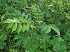 Phellodendron amurense