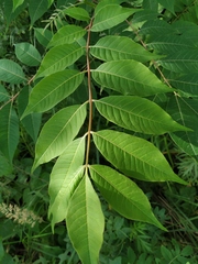 Phellodendron amurense