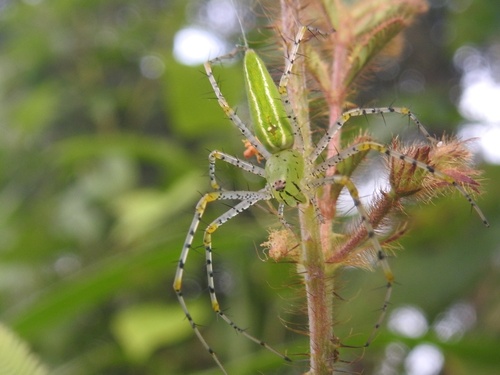 Peucetia latikae