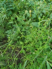 Rubia cordifolia