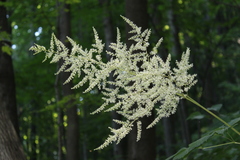 Astilbe biternata
