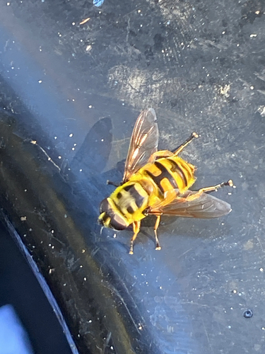 Unknown species found near Floral Hill Dr, Eugene, OR, US