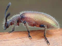 Metriolagria affinis