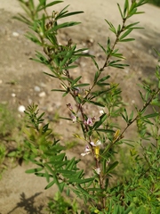 Lespedeza juncea