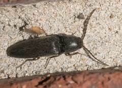 Megapenthes insignis