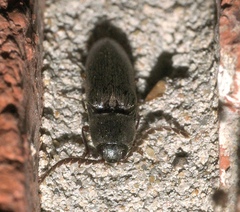 Megapenthes insignis