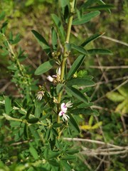 Lespedeza juncea
