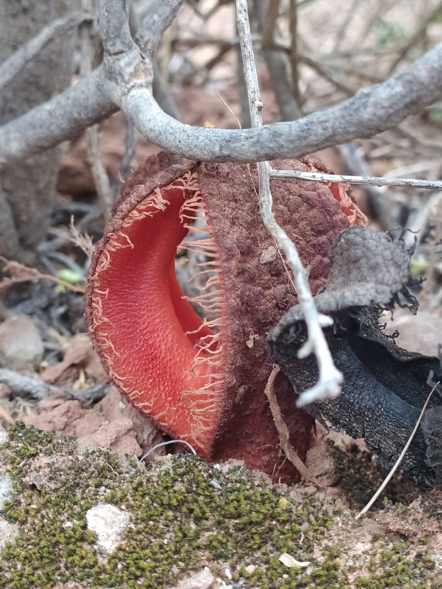 Hydnora Africana (Hydnora africana)