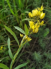 Lysimachia davurica