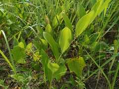 Polygonatum odoratum