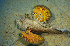 Inimicus filamentosus