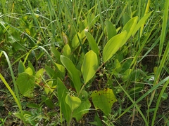 Polygonatum odoratum