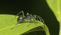 Polyrhachis clio
