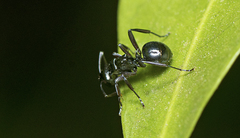 Polyrhachis clio