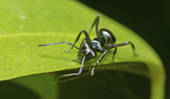 Polyrhachis clio