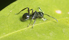 Polyrhachis clio