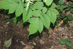 Astilbe biternata