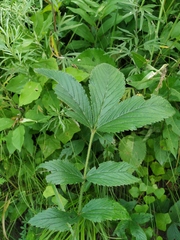 Potentilla fragarioides