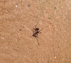 Pheidole sykesii