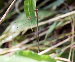 Lestes viridulus