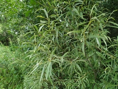 Salix rorida