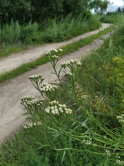 Achillea alpina