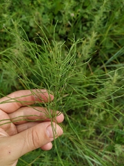 Equisetum arvense