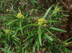 Ozothamnus ferrugineus