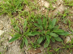 Plantago depressa