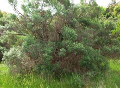 Ozothamnus ferrugineus