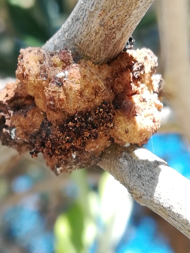 Crestamento bacteriano (Pseudomonas savastanoi pv. glycinea)