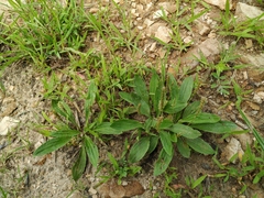 Plantago depressa