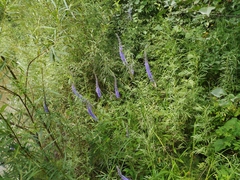 Veronicastrum sibiricum
