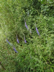 Veronicastrum sibiricum
