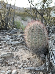 Echinomastus intertextus dasyacanthus