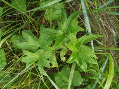 Anemonastrum dichotomum