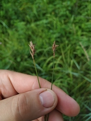 Carex duriuscula