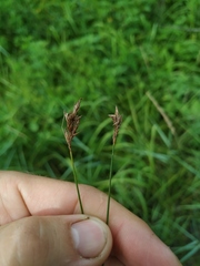 Carex duriuscula