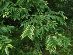 Phellodendron amurense