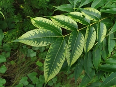 Phellodendron amurense