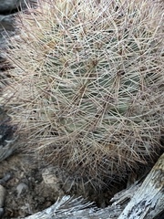 Echinomastus intertextus dasyacanthus