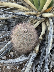 Echinomastus intertextus dasyacanthus