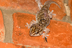 Chondrodactylus