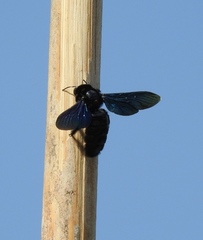 Xylocopa nasalis