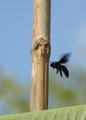 Xylocopa nasalis