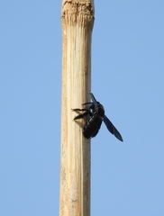 Xylocopa nasalis