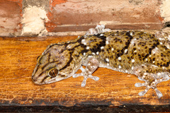 Chondrodactylus