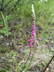Spiranthes australis