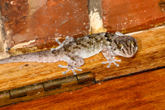 Chondrodactylus