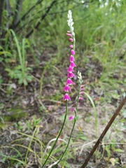 Spiranthes australis